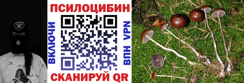 цены   Дивногорск  Псилоцибиновые грибы GOLDEN TEACHER 