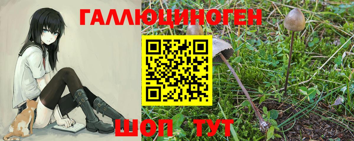 Дивногорск  Галлюциногенные грибы Psilocybe  Вход с VPN 